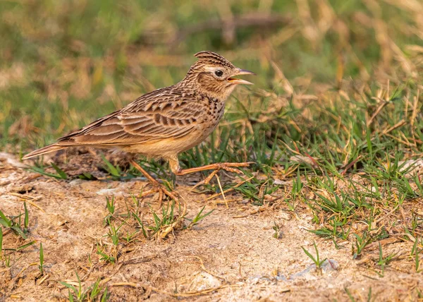 Oriental Skylark Cantando Mientras Mueve — Foto de Stock