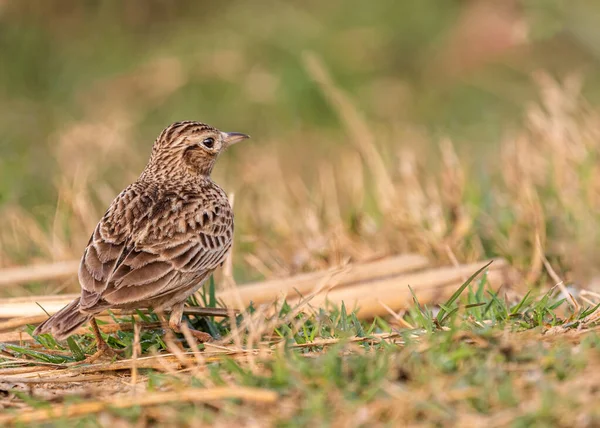 Skylark Orientale Cerca Cibo Campo — Foto Stock