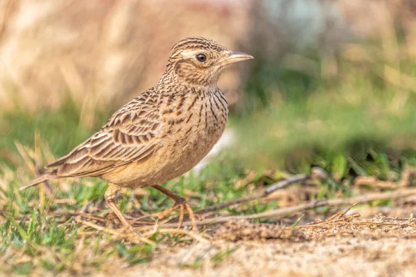 Skylark Orientale Fare Una Passeggiata Sul Campo Cibo — Foto Stock