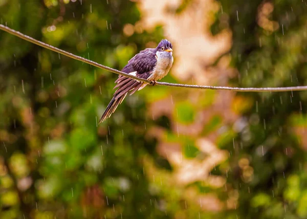 Džungle Babbler Boji Jacobin Cuckoo Místo Drátě — Stock fotografie