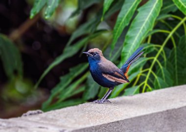 Hintli Robin yemek arıyor duvarda oturuyor