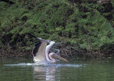 Pembe Pelikan uçuştan sonra göle iniyor.