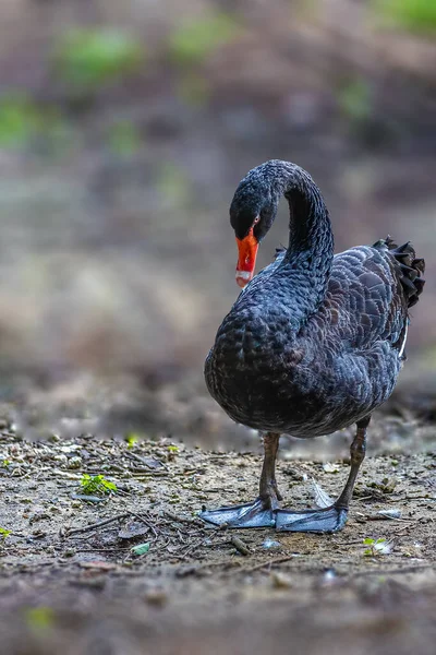 湖の近くに立っている黒い水泳は一人で悲しい感じのように見えます — ストック写真