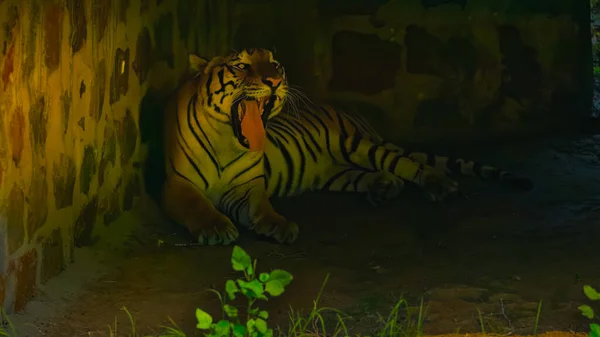 Tigre Desfrutando Sol Hora Dourada — Fotografia de Stock