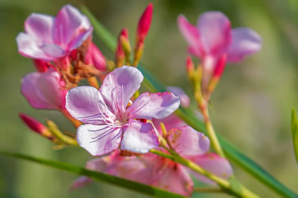 Oleander Fleur Dans Jardin Pleine Floraison — Photo
