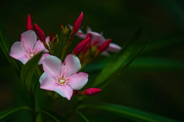 Kırmızı tomurcuklu Oleander Pembe Çiçeği çok güzel görünüyor