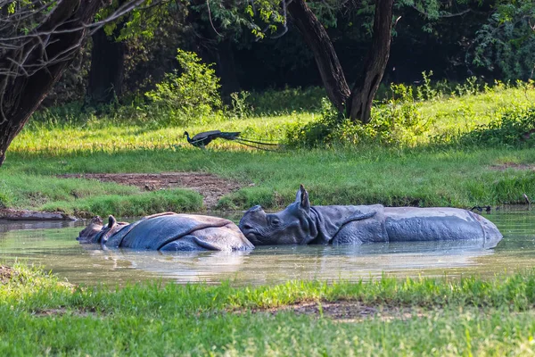 Rhinoceros Dia Verão Deitado Lago Desfrutar Banho — Fotografia de Stock