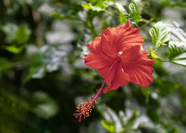 Red Hibiscus Bloom Garden — Stock Photo, Image