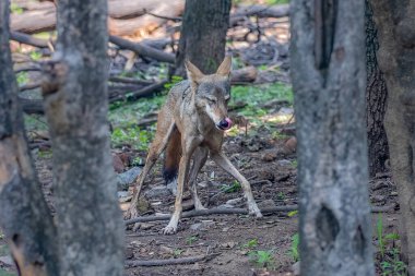 Akşamdan kalma gibi görünen farklı bir kurt hareketi.