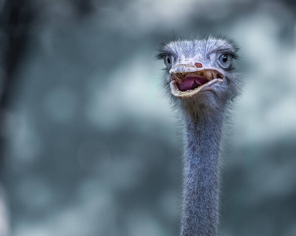 Ostrich appears to be talking with visitors