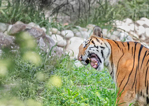 Μια Τίγρης Φαίνεται Γελάει — Φωτογραφία Αρχείου