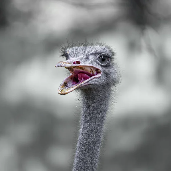 Devekuşu Ağzı Açık Içinde Görünür Yiyecekler Var — Stok fotoğraf