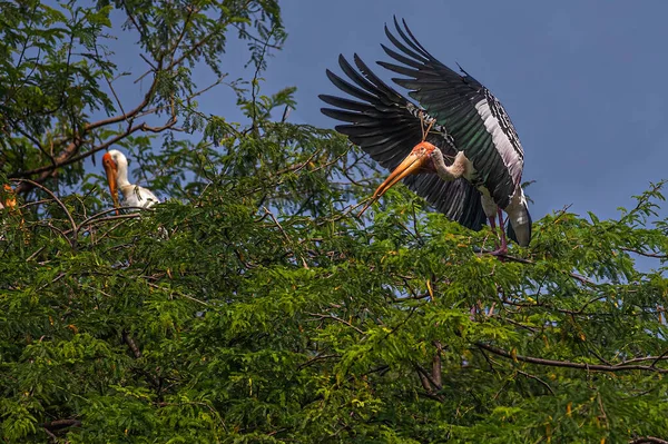 Geschilderde Ooievaar Landt Zijn Nest — Stockfoto