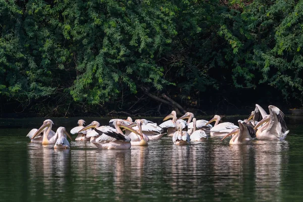 Grupo Pelicano Rosa Lago Curtindo Nadar — Fotografia de Stock
