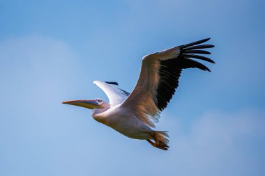 Pembe Pelikan bulutlara karşı uçuyor