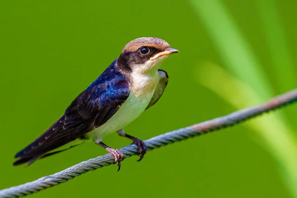 Drahtschwanzschlucken Jungtiere Aus Nächster Nähe — Stockfoto