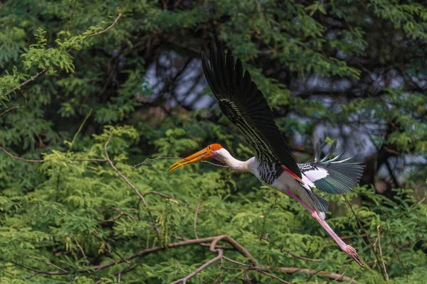 Geschilderde Ooievaar Opstijgen Voor Een Vlucht Uit Zijn Nest — Stockfoto