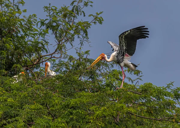 Een Geschilderde Ooievaar Landt Zijn Nest Een Boom — Stockfoto