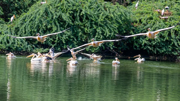 Eine Gruppe Von Rosa Pelikanen Hebt Von Einem See — Stockfoto