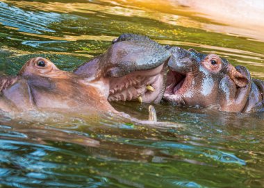 Juvenile ve annesi birbirleriyle oynuyorlar.