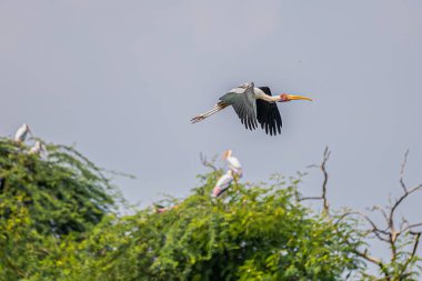 Mavi gökyüzünde uçan boyalı bir leylek