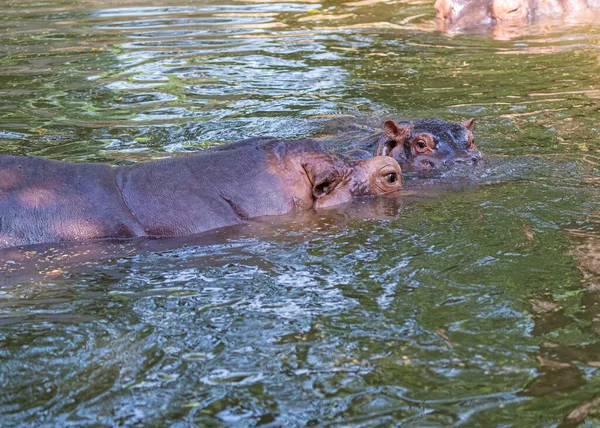Hipopótamo Juvenil Con Madre Lago — Foto de Stock