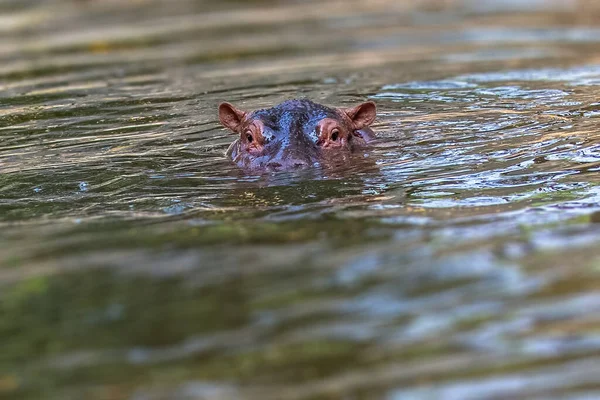 Hipopótamo Juvenil Alerta Nadando Lago — Fotografia de Stock