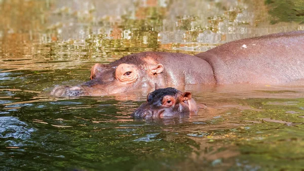 Hipopótamo Juvenil Acompanha Sua Mãe Lago — Fotografia de Stock