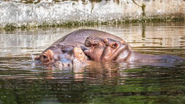 Hipopótamo Juvenil Brincando Com Seu Pai Lago — Fotografia de Stock