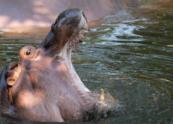 Ein Nilpferd Mit Offenem Mund — Stockfoto