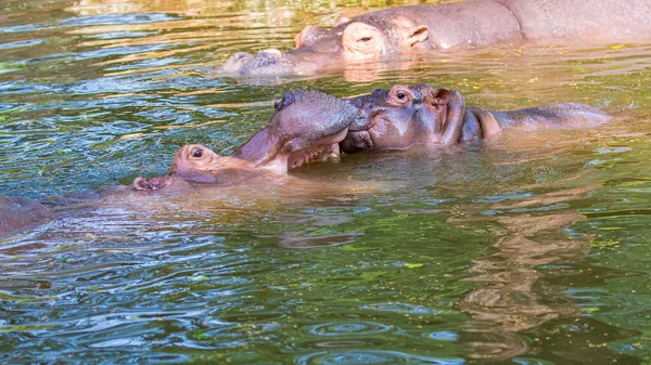 Eine Familie Von Flusspferden See — Stockfoto