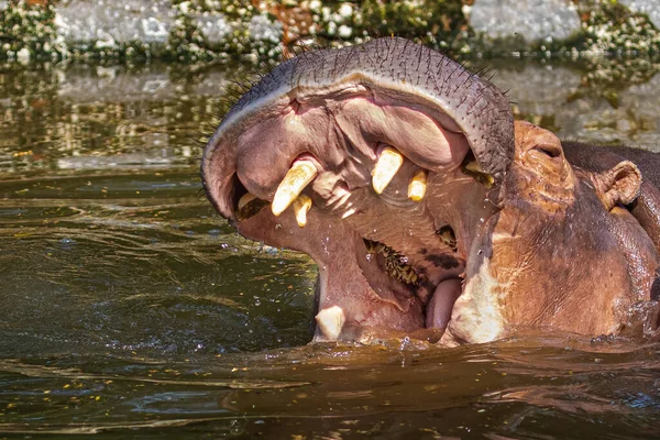 Olhar Mais Atento Boca Hipopótamo Com Dentes Brilhando — Fotografia de Stock