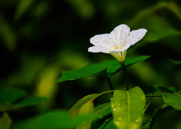 Witte Klimop Kalebas Bloem Een Groene Achtergrond Tuin — Stockfoto