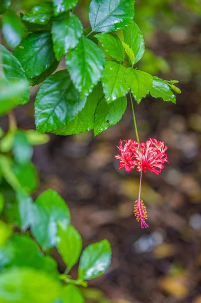 Fleur Hibiscus Araignée Composée Quatre Petites Fleurs Couleur Rouge — Photo