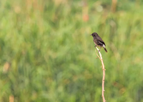 Pied Bush Chat Assis Sur Une Branche Perché — Photo