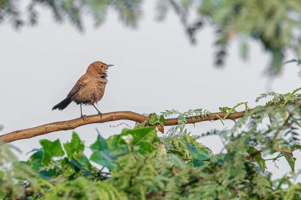 Brown Rock Chat Nel Suo Habitat Dopo Una Pioggia — Foto Stock