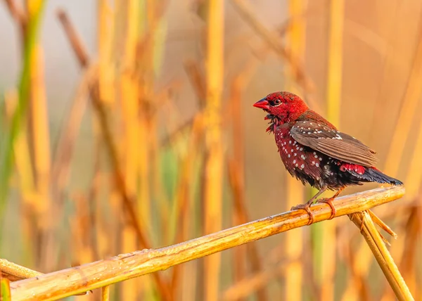 Red Avadavat sitting on a branch after rain