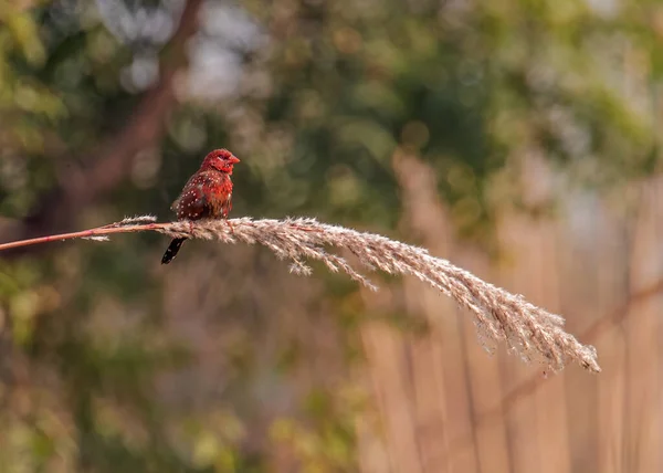 Red Avadavat Κάθεται Ένα Υποκατάστημα Και Basking — Φωτογραφία Αρχείου