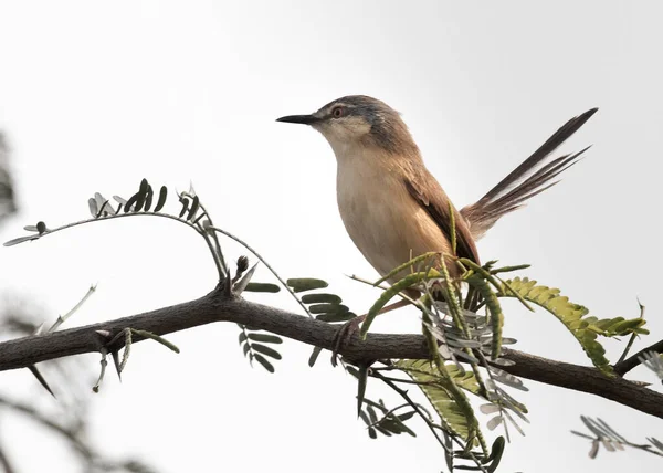 Ashy Prinia Avec Queue Haute Assise Sur Buisson — Photo