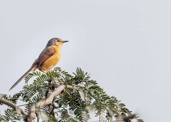 Ashy Prinia Sitting Top Bush — Stock Photo, Image