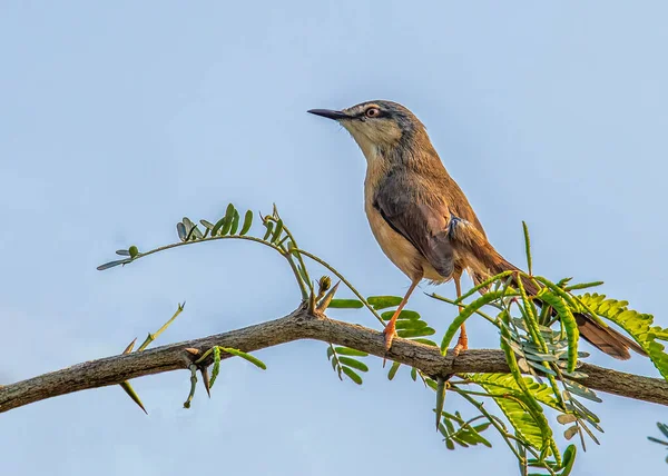 하늘을 올려다보고 Ashy Prinia — 스톡 사진