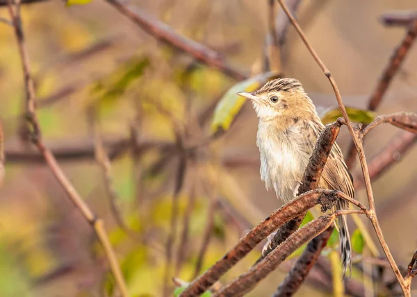 Zitting Cisticola Zittend Rustend Een Struik — Stockfoto