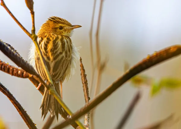 Zitting Cisticola Sonnt Sich Den Frühen Morgenstunden Und Blickt Zurück — Stockfoto