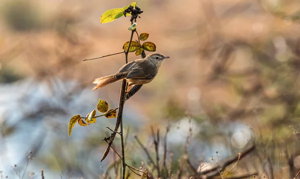 Zitting Cisticola Swoim Naturalnym Środowisku — Zdjęcie stockowe