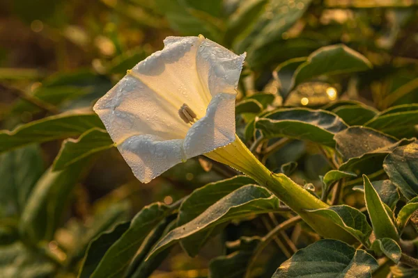 White Trumpet Flower Ina Golden Light Field — Stock Photo, Image