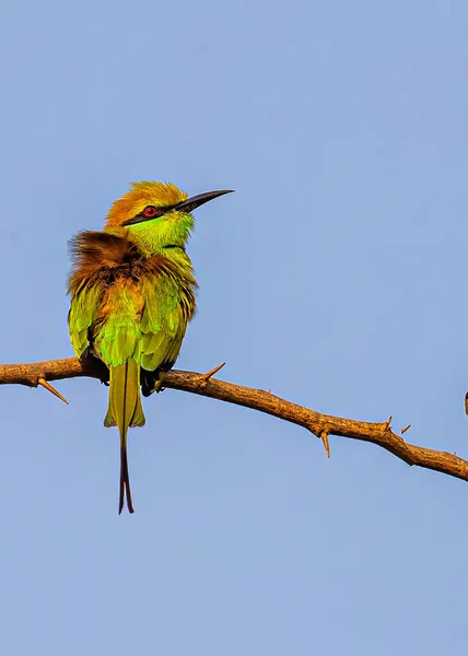 Grön Bee Ätare Tittar Tillbaka Mot Himlen — Stockfoto