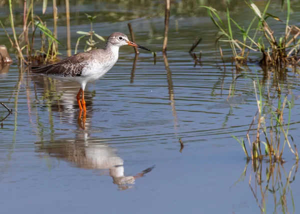 Haste Vermelha Lago Busca Comida — Fotografia de Stock