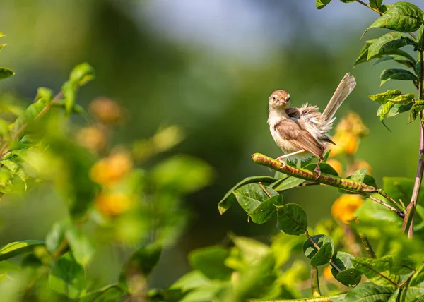 Plain Prinia Sitzt Mit Dem Schwanz Nach Oben Auf Einem — Stockfoto