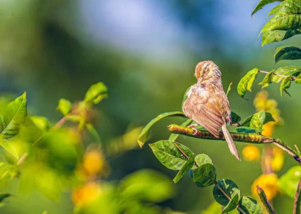 Prinia Rensar Sina Fjädrar — Stockfoto