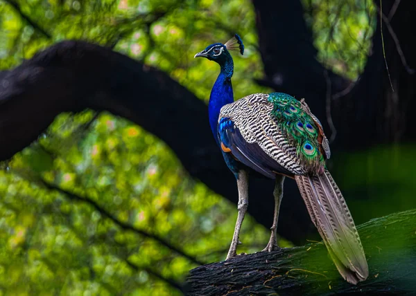 Pavão Uma Árvore Sem Penas Longas Peacock Solta Sua Longa — Fotografia de Stock
